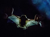 Vdci z Pírodovdecké fakulty UK zkoumají chování netopýr. Na Josefovských...