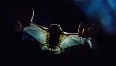Nejmenší netopýr se vejde do skořápky ořechu, říká expertka. Obavy z ‚létajících myší‘ jsou prý zbytečné