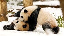 Na archivním snímku si panda Mei Xiang se svým předchozím mládětem.