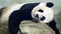Panda Mei Ziang odpočívá ve Washingtonské zoo.