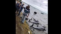 Smrt delfn u ostrova Mauricius podle environmentalist zavinilo palivo unikl...