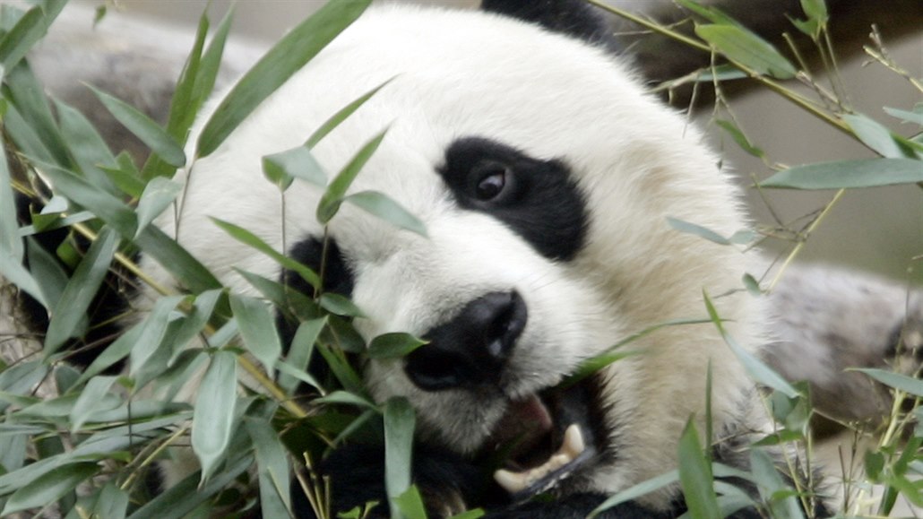 Panda Mei Xiang pojídá oblíbený bambus.