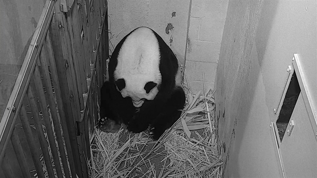 Panda Mei Xiang při porodu.