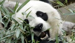 Panda Mei Xiang pojídá oblíbený bambus.