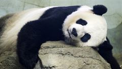 Panda Mei Ziang odpov ve Washingtonsk zoo.