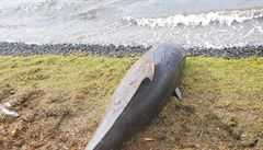 �Vid�t tolik mrtvých delfín� je hor�í ne� no�ní m�ra. Mnoho nevládních...