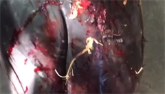 Smrt delfín� podle environmentalist� zavinilo palivo uniklé z plavidla nebo...