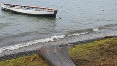 Podle BBC je velmi vzácné, aby se objevilo tolik mrtvých delfín� najednou....