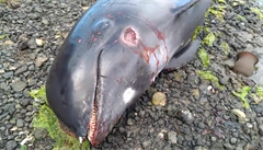 Kromě delfínů bylo u pobřeží Mauricia nalezeno také mnoho mrtvých ryb a krabů.