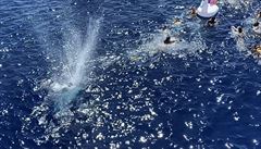 VIDEO: ‚Zachránili jsme posádku i jednorožce.‘ Pohotová střelba odehnala žraloka od členů pobřežní stráže