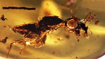 Hmyz zakonzervovan v jantaru starm zhruba 100 milion let.