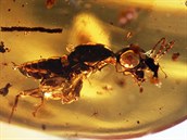 Hmyz zakonzervovaný v jantaru starém zhruba 100 milion let.