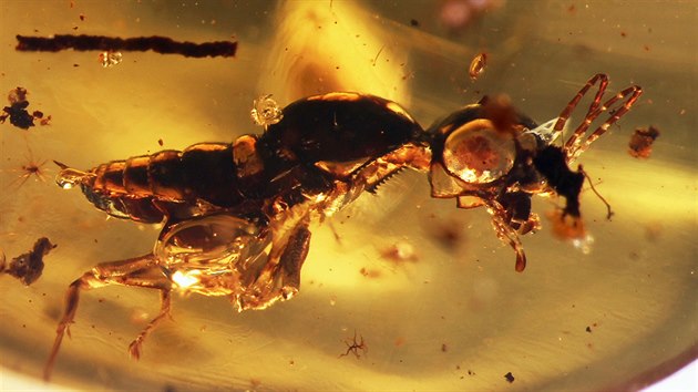 Hmyz zakonzervovaný v jantaru starém zhruba 100 milion let.