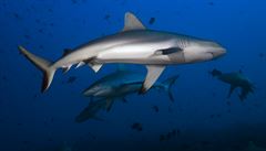 Australské Gold Coast hlásí první oběť žraloka po 60 letech. Útoku dravce podlehl 46letý surfař