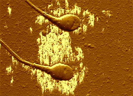 Detail dvojice spermií