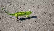 Chameleon na cest v Angole