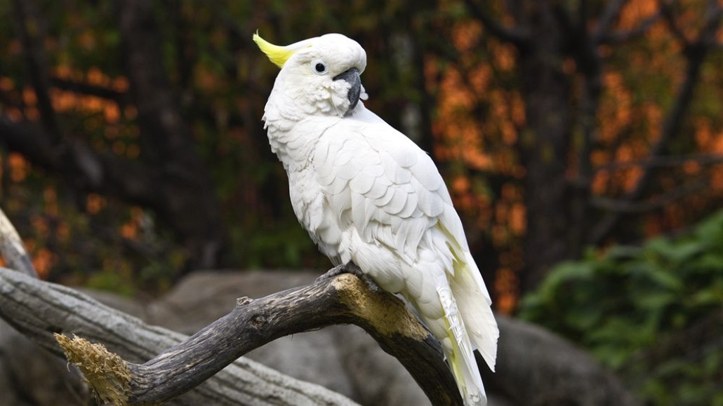 Papoušek kakadu.