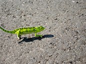 Chameleon na cest v Angole