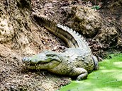 Matka krokodýlice na severu Ghany
