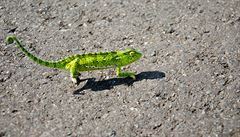 Chameleon na cestě v Angole