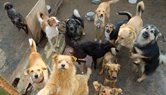 Záchranné stanice letos přijaly 20 tisíc zvířat, některá zbytečně