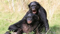 impanzi bonobo maj smysl pro rytmus a takt, odhalili vdci