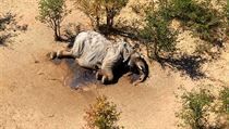 Uhynulý slon v Botswaně.