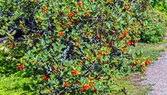 Jeáb mipulka (Sorbus chamaemespilus)