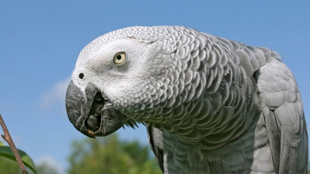 Papoušek šedý žako.