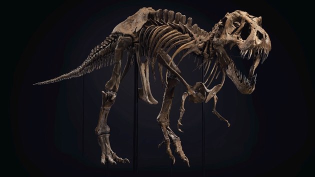 Jedna z nejvtích a nejúplnjích koster Tyrannosaura rexe na svt se prodala...