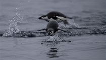 Tučňák uzdičkový - fauna Antarktidy.