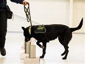 Kvli poteb rychlého výcviku byli vybráni psi, kteí mají sluební výcvik...