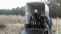 Ochránci přírody vypustili u Hrobic nedaleko Pardubic celkem osm nových koní,...