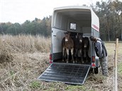 Ochránci pírody vypustili u Hrobic nedaleko Pardubic celkem osm nových koní,...
