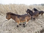 SOP Jaro Jarom vypustil ji díve divoké kon z Milovic na dvou místech ve...