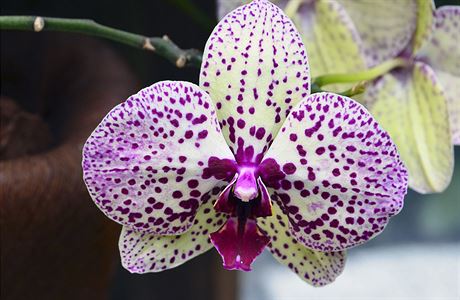 Orchidej (ilustran foto)