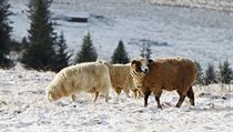 Ovce na Šumavě si užívají sníh.