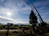 V Kamenném pívozu nedaleko Prahy káceli strom, který bude umístn na...