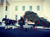 První dáma Melanie Trumpová pijímá vánoní stromek ped Bílým domem.