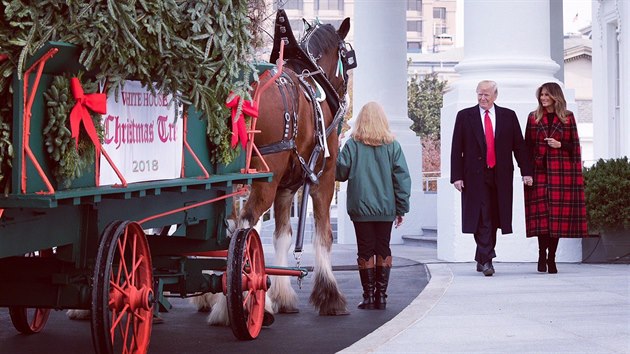 První dáma Melanie Trumpová s Donladem Trumpem vítají vánoní strom ped Bílým...