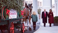 První dáma Melanie Trumpová s Donladem Trumpem vítají vánoční strom před Bílým... | na serveru Lidovky.cz | aktuální zprávy