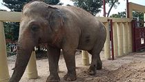 Nejosamlej slon na svt dorazil do Kambode, pid se k stdu