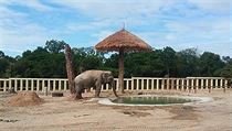 Nejosamlej slon na svt dorazil do Kambode, pid se k stdu