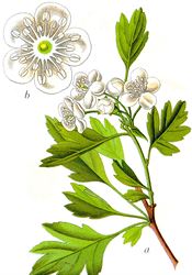 Hloh jednosemenný | na serveru Lidovky.cz | aktu�ln� zpr�vy