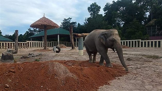Nejosamlejí slon na svt dorazil do Kambode, pidá se k stádu