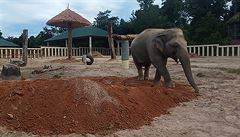 Nejosamělejší slon na světě dorazil do Kambodže, přidá se k stádu
