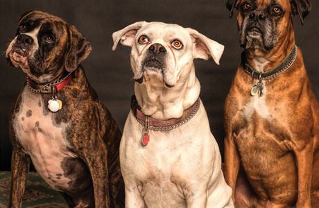Jak vybrat kvalitn granule pro psy: 5 vc, kter byste mli vdt