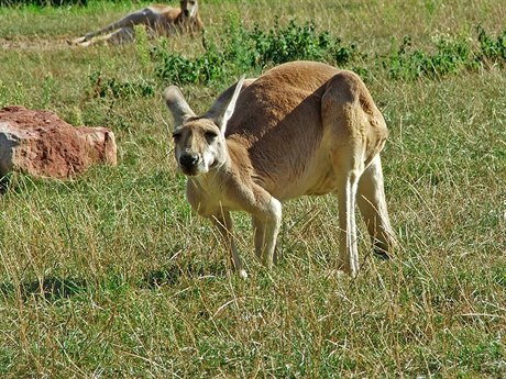 Záhadné kruhy v australských makových polích jsou dílem klokanů.