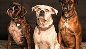 Jak vybrat kvalitn granule pro psy: 5 vc, kter byste mli vdt