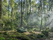 Pohovky z lesa a pobeí. védské designérky se inspirovaly pírodou